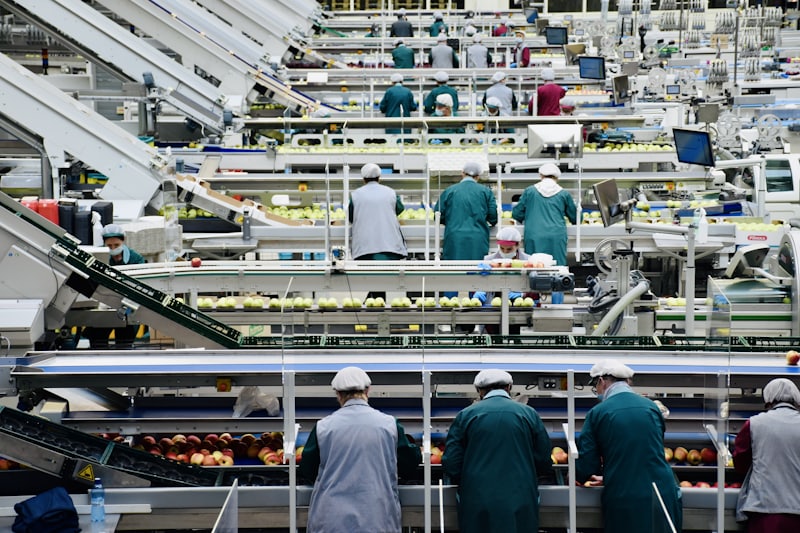 Workers sorting produce along a food production line